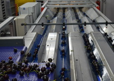 The grader is from STAS