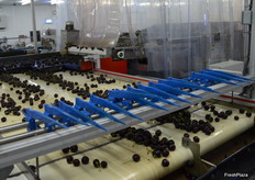 The cherries are graded on colour, size and quality. 