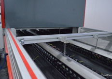 Each cherry is photographed 