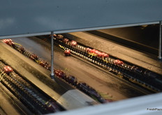 Elips technology photographs the fruit.