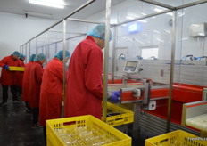 The packhouse has had perspex screens installed to make it COVID safe for the workers.