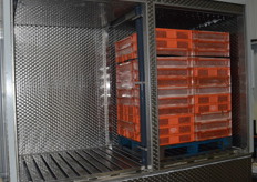 The hydrocooler cools the cherries in 3-4 hours, so the fruit can now be picked and packed same day.