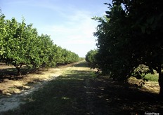 Among the range at Tropical Primary Products include Jackfruit, Durian, Pomelo and Mangoes.