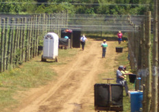 Harvesting blueberries from Vital Berry