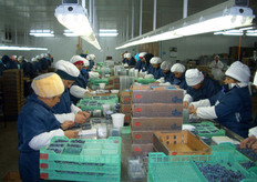 Packaging also with controlled atmosphere