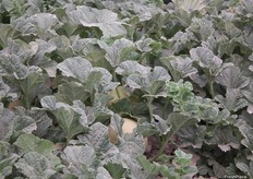 The plant grows tall and vigorous and is very resistant to powdery mildew.