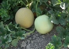 In this photo we can appreciate the difference between a melon LAMBADA unrippen (right) and a melon with optimum ripeness (left).