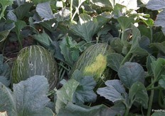 Its elongated shape and its color is very attractive with a well-structured netting.