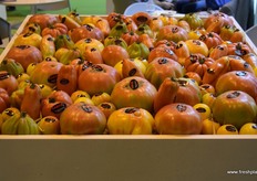 Tomato varieties sold by the firm Gualdafeo.