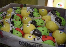 Rocha pears, the flagship of Portuguese fruit agriculture.