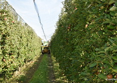The trees are planted in a straight line, which facilitates the picking