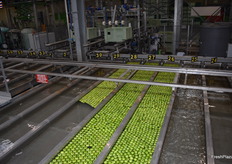 The brand new sorting line of Les Vergers d’Anjou uses as little water as possible