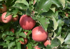 Albert’s Pink Ladies are of the Rosy Glow variety