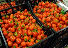 Product's detail by stand Primo Mattino Baratella.