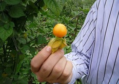 Detail of the Physalis fruit.