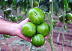 The Carmelo Occhipinti's company is specialized in producing green tomato. At the time of FreshPlaza visit, the company had already made five crops. The production is continued until the end of December.