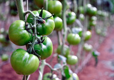 The plants were transplanted on 10 August 2009. Almost all production of green tomato, previously concentrated in Vittoria (RG), is moved into the area of Scicli (RG).