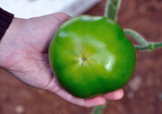 The tomato ripens from the base, which turns slightly yellow-green.
