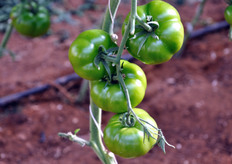 The Carmelo Occhipinti's company covers 1.2 hectares, all in greenhouse.