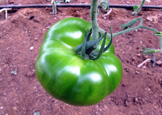 The plant is pollinated by bumblebees and the irrigation occurs by a drop system.