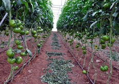 Besides the green tomato, the company produces long tomato in winter. The sale is done collectively, with the same company buyer.