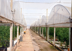 Piombo Association cultivates vegetables on an area of 500 hectares in open field (peppers, carrots and potatoes) and 60 hectares under greenhouses (tomatoes, peppers and zucchini).