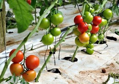 17 hectares in greenhouse are used for the production of vine tomatoes. On the ground there is a cloth covering (5 microns thick) that allows the maintenance of humidity of the land. The cloth is usable for 5-6 years in a row.