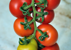 Detail of a cluster.