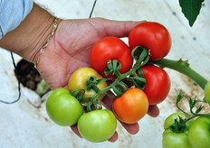 The maturation of the bunch, noting by the color gradation, begins from the top and proceeds downward.