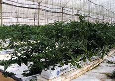 The association is gradually converting the traditional production into cheaper out of the ground cultivation.