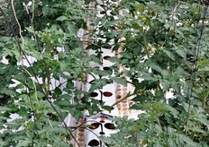 The out of the ground technique allows more productivity and fewer problems related to plant diseases.