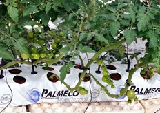 The base of the plants is made of coconut fibres.