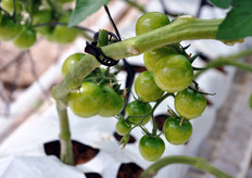 The transplant takes place one month earlier than the crops in the ground.
