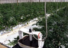 In the foreground, a water trap to catch the moths of Tuta absoluta (tomato moth). Unlike the use of pheromones, which attract only the males, here the light placed on the pan attracts both males and females. The water in the tank is blanketed by a layer of oil, which prevents the insect to return to flight once fallen into the trap.