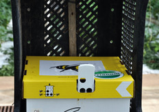 Hive of bumble bees for pollination.