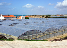 Giorgio Occhipinti farm’s located near the sea.