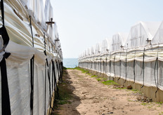 This farm covers 11 hectares, with 50 varied size greenhouses. The product is sold onder the label “Astro del Sol Nascente”.