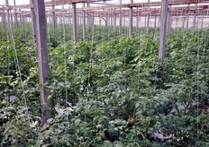 Greenhouse of cherry cluster Okidoki.