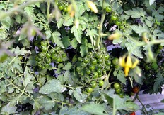 No more than ten companies have had the chance to plant Okidoki, because there was limited seed availability.