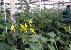 Detail of the flower.