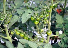 The photos were taken 10 - 12 days before harvest, so the tomatoes appear still green.
