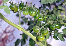 "Among the features of Okidoki, there are the absence of the phenomena of "cracking" (splitting) and the resistance to Tomato Yellow Leaf Curl Virus (TYLCV) or virus yellow leaves of tomato."