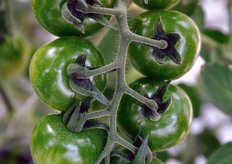 The harvest of cherry tomatoes is from November to June. The Giorgio Occhipinti's company produces also eggplants.