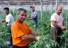 From left to right: Angelo, Mario, Gianpiero and Sergio, busy in the work in the greenhouses.