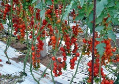 The production of cherry tomatoes continues until May.