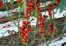 The greenhouse area cover half a hectare.