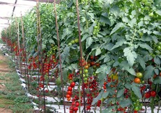 At the moment the production is in soil, but Emanuele Gurrieri explains that it will carry out tests in out of the ground cultivation.