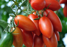 Cluster of the tomato variety “Torpedino”.