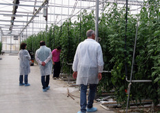 Inside the greenhouses, the heating system, the irrigation and the control of moisture content are fully programmable on the basis of production requirements.