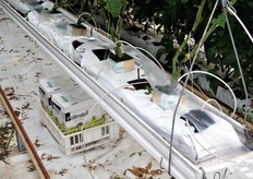 Detail of the base of coconut fibres. Under the rows, the hives of bumble bee for pollination.